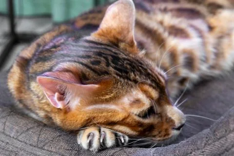 Close up of Bengal cat head with sharp claws resting on textile surface Fotos Stock