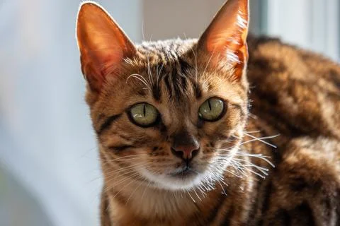 The close-up of a Bengal cat, with its distinctive large ears and mesmerizing Stock Photos