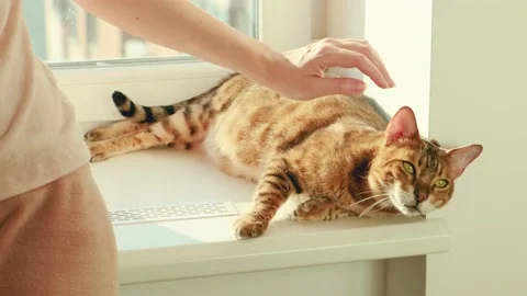 Close-up bengal cat lies on window, Girl hand strokes touches Joyful pet animal Video stock 234727377