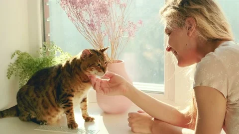 Close-up bengal cat lies on window, Girl hand strokes touches Joyful pet animal Stock Footage 234727437