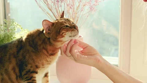 Close-up bengal cat lies on window, Girl hand strokes touches Joyful pet animal Stock Footage 234727569