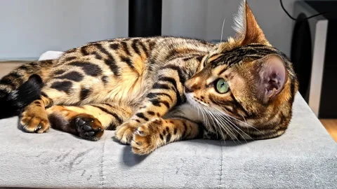 Close-up of a Bengal cat resting on a soft cushion indoors, alert green eyes Видео 333324644
