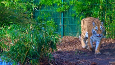 Close up of bengal tiger approaching Stock Footage 129497025