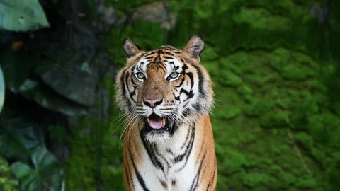 Close up of Bengal tiger Video stock 119219625