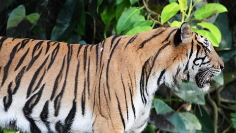 Close up of Bengal tiger Stock Footage 119233092