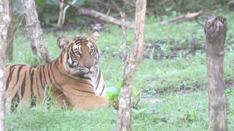 Close up of Bengal tiger in the forest Stock Footage