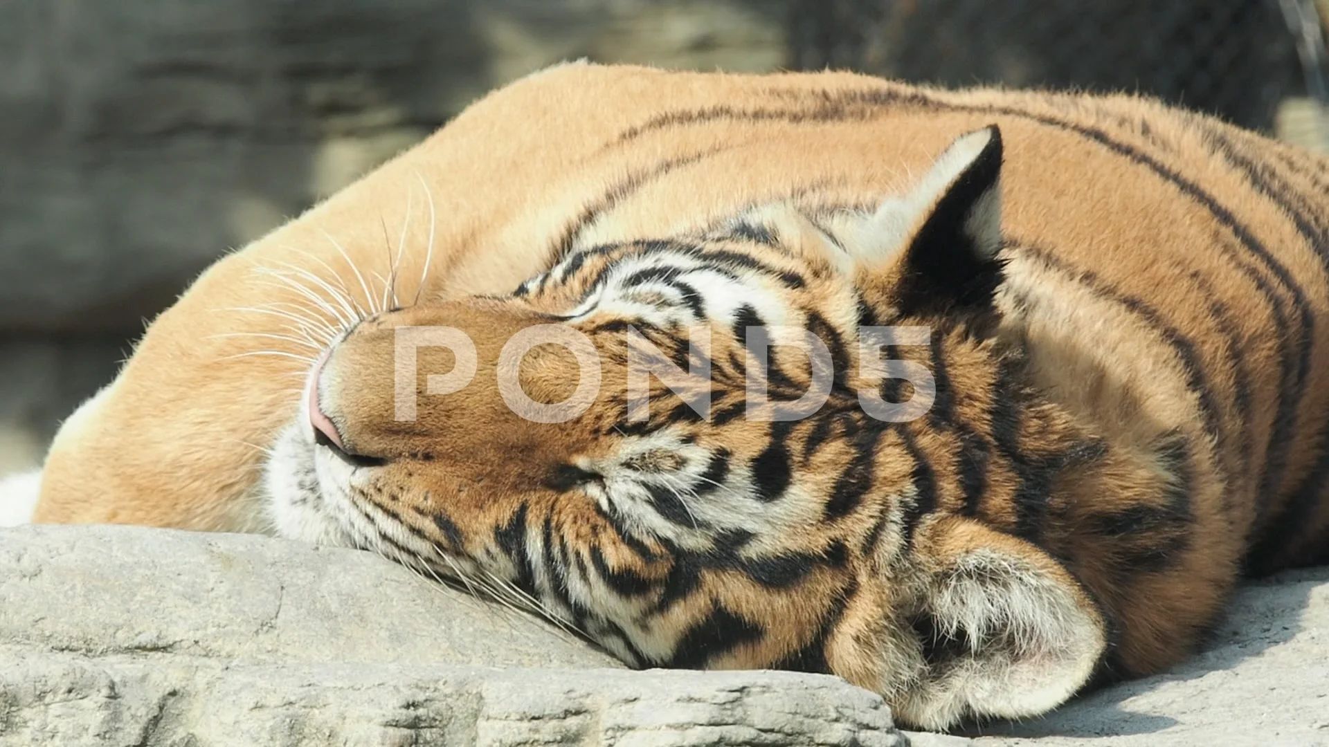 baby tigers sleeping