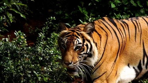 Close up of bengal tiger walking in the forest Stock Footage 117982114