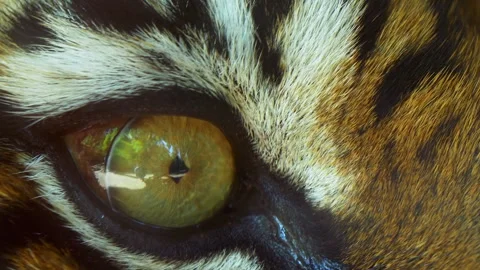 Close up of Bengal Tigers eye Stock Footage 322171712