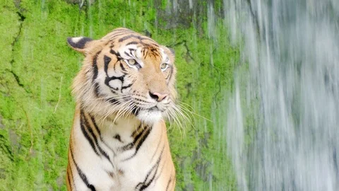 Close-up. Bengal tigers in natural waterfalls. 4K Resolution Stock Footage 90756853