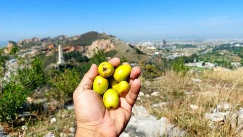 Close Up of Ber Fruit with Nicholson Monument in Background Stock Photos