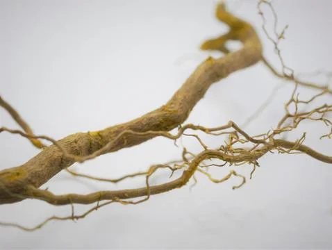 Close up of Berberis barberry root natural look isolated against white Stock Photos