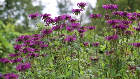 Close up bergamot Monarda didyma. Video stock 161128293