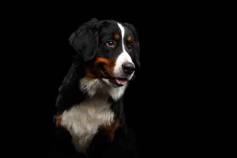 Close-up Bernese Mountain Dog panting in front of isolated black background Stock Photos