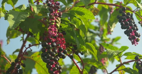 Close Up of Berries against blue sky Stock Footage 42108036