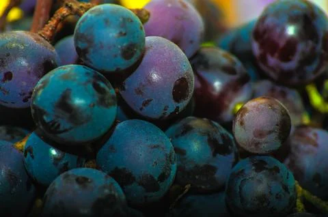 Close-up, berries of dark bunch of grape in low light isolated on black backg Stock Photos