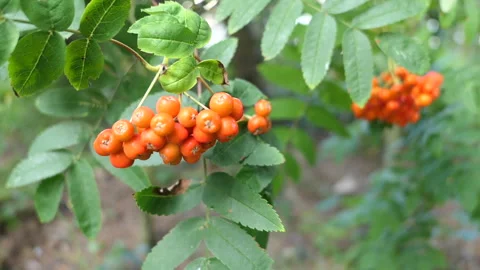 Close up of berries Stock Footage 244740846