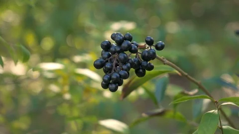 Close-up of berries in the park. Stock Footage 117678021
