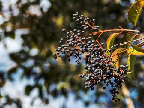 Close-up of berries on a tree branch Stock Photos