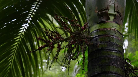 Close up of berries on tropical tree Stock Footage 229077874