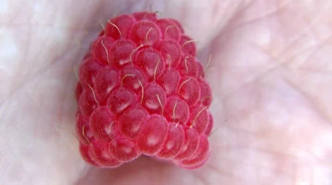 Close up of a berry of a raspberry on a palm of the person Stock-Footage 10686058