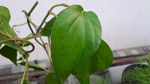 Close-Up Betel Leaf on a Sunny Day Stock Footage 306270136