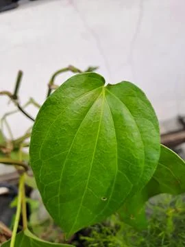 Close-Up of Betel Leaf on a Sunny Day Stock Photos