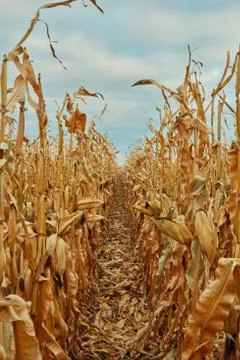 Close up between rows of maize for harvesting Foto stock