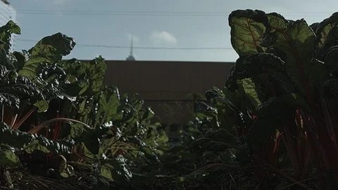 Close up between vegetables in a city farm Stock Footage 86000730