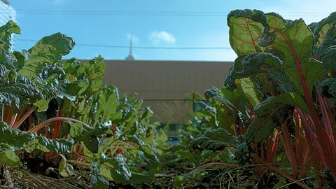 Close up between vegetables in a city farm Stock Footage 86000731