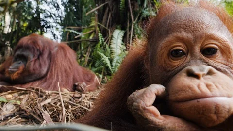 Close up of Big and small orangutans lying on ground in forest, Malaysia Vídeos de archivo 146568076