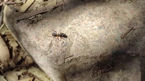 Close-up of a big ant walking on a rock. Stock Footage 280240110