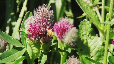 Close Up of the big bee Stock Footage 96189616