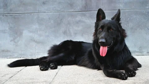 Close up big black German Shepherd dog lazy on the ground. Stock-Footage 148601169