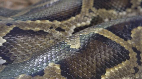 Close up big boa snake on tree in nature Stock Footage 108024838