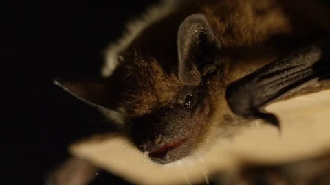 Close up big brown bat face on black background Stock Footage 102061250