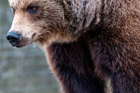 Close up big brown bear in spring forest Stock Photos
