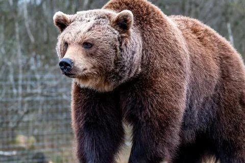 Close up big brown bear in spring forest Stock Photos