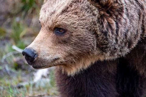 Close up big brown bear in spring forest Stock Photos