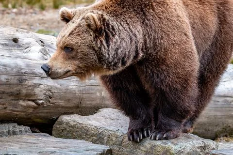 Close up big brown bear in spring forest Stock Photos