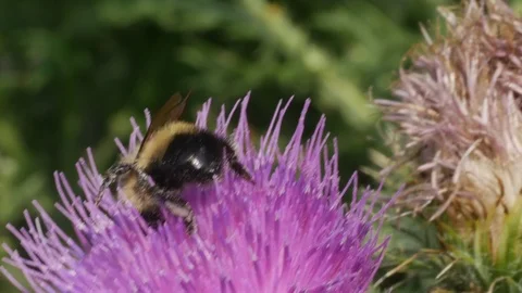 Close up Big bumble bee gathering pollen Stock Footage 96370295