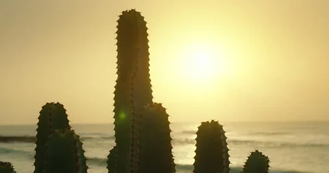 Close-up of big cactus bush in ocean beach background at sunset light. Stock Footage 232898946
