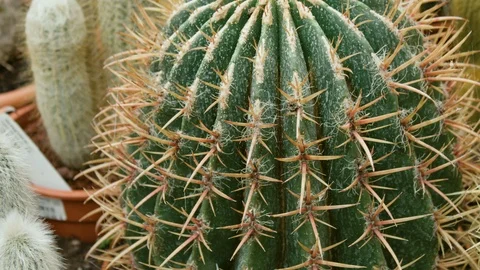 Close Up Of Big Cactus Cacti In A Botanical Garden In 4K Stock Footage 110266372