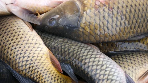 Close up of big carp at fish farming factory Stock Footage 89135291