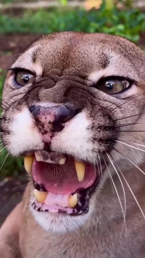Close-up of a big cat 库存影片 321751078