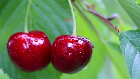 Close up on big Cherries hanging on a cherry tree branch. Stock Footage 138586560