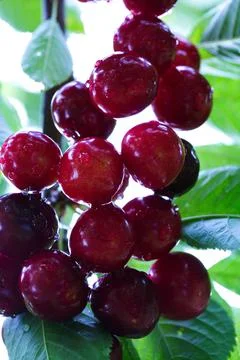 Close up on big Cherries hanging on a cherry tree branch. Stock Photos