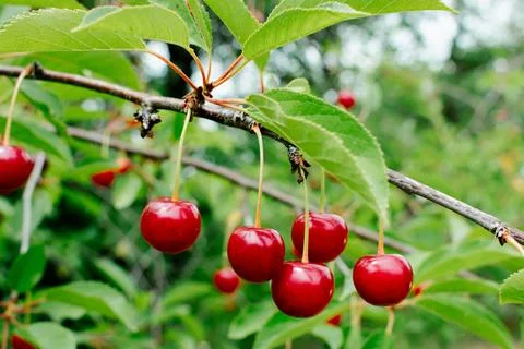 Close up on big Cherries hanging on a cherry tree branch Stock-Fotos