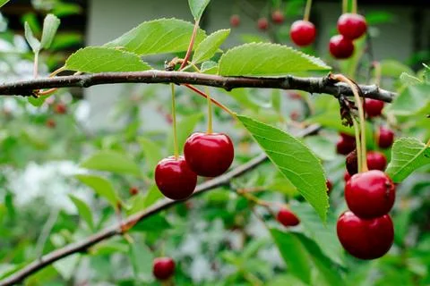 Close up on big Cherries hanging on a cherry tree branch Stock Photos