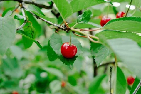 Close up on big Cherries hanging on a cherry tree branch Stock-Fotos